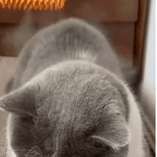 BrushZero™- Brosse - Chien & Chat