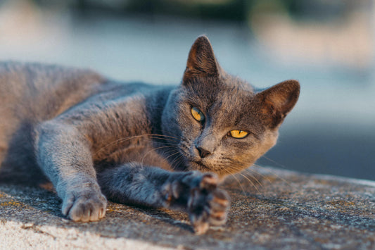 Pourquoi le toilettage est essentiel à la santé de votre animal